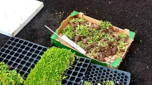 projektowanie ogrodów trzebnica